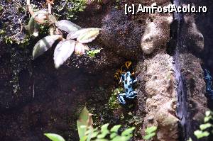 [P95] Aquarium de Barcelona » foto by Muffin2009*
 - 
<span class="allrVoted glyphicon glyphicon-heart hidden" id="av350524"></span>
<a class="m-l-10 hidden" id="sv350524" onclick="voting_Foto_DelVot(,350524,12198)" role="button">șterge vot <span class="glyphicon glyphicon-remove"></span></a>
<a id="v9350524" class=" c-red"  onclick="voting_Foto_SetVot(350524)" role="button"><span class="glyphicon glyphicon-heart-empty"></span> <b>LIKE</b> = Votează poza</a> <img class="hidden"  id="f350524W9" src="/imagini/loader.gif" border="0" /><span class="AjErrMes hidden" id="e350524ErM"></span>