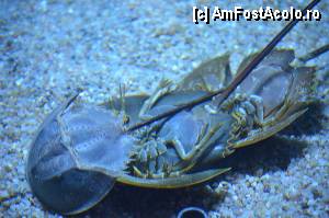 [P96] Aquarium de Barcelona » foto by Muffin2009*
 - 
<span class="allrVoted glyphicon glyphicon-heart hidden" id="av350525"></span>
<a class="m-l-10 hidden" id="sv350525" onclick="voting_Foto_DelVot(,350525,12198)" role="button">șterge vot <span class="glyphicon glyphicon-remove"></span></a>
<a id="v9350525" class=" c-red"  onclick="voting_Foto_SetVot(350525)" role="button"><span class="glyphicon glyphicon-heart-empty"></span> <b>LIKE</b> = Votează poza</a> <img class="hidden"  id="f350525W9" src="/imagini/loader.gif" border="0" /><span class="AjErrMes hidden" id="e350525ErM"></span>