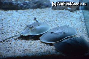 [P97] Aquarium de Barcelona » foto by Muffin2009*
 - 
<span class="allrVoted glyphicon glyphicon-heart hidden" id="av350526"></span>
<a class="m-l-10 hidden" id="sv350526" onclick="voting_Foto_DelVot(,350526,12198)" role="button">șterge vot <span class="glyphicon glyphicon-remove"></span></a>
<a id="v9350526" class=" c-red"  onclick="voting_Foto_SetVot(350526)" role="button"><span class="glyphicon glyphicon-heart-empty"></span> <b>LIKE</b> = Votează poza</a> <img class="hidden"  id="f350526W9" src="/imagini/loader.gif" border="0" /><span class="AjErrMes hidden" id="e350526ErM"></span>