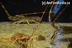 [P98] Aquarium de Barcelona » foto by Muffin2009*
 - 
<span class="allrVoted glyphicon glyphicon-heart hidden" id="av350527"></span>
<a class="m-l-10 hidden" id="sv350527" onclick="voting_Foto_DelVot(,350527,12198)" role="button">șterge vot <span class="glyphicon glyphicon-remove"></span></a>
<a id="v9350527" class=" c-red"  onclick="voting_Foto_SetVot(350527)" role="button"><span class="glyphicon glyphicon-heart-empty"></span> <b>LIKE</b> = Votează poza</a> <img class="hidden"  id="f350527W9" src="/imagini/loader.gif" border="0" /><span class="AjErrMes hidden" id="e350527ErM"></span>