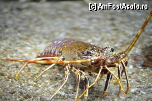 [P99] Aquarium de Barcelona » foto by Muffin2009*
 - 
<span class="allrVoted glyphicon glyphicon-heart hidden" id="av350528"></span>
<a class="m-l-10 hidden" id="sv350528" onclick="voting_Foto_DelVot(,350528,12198)" role="button">șterge vot <span class="glyphicon glyphicon-remove"></span></a>
<a id="v9350528" class=" c-red"  onclick="voting_Foto_SetVot(350528)" role="button"><span class="glyphicon glyphicon-heart-empty"></span> <b>LIKE</b> = Votează poza</a> <img class="hidden"  id="f350528W9" src="/imagini/loader.gif" border="0" /><span class="AjErrMes hidden" id="e350528ErM"></span>