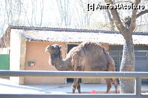[P16] Zoo de Barcelona » foto by Muffin2009*
 - 
<span class="allrVoted glyphicon glyphicon-heart hidden" id="av350732"></span>
<a class="m-l-10 hidden" id="sv350732" onclick="voting_Foto_DelVot(,350732,12198)" role="button">șterge vot <span class="glyphicon glyphicon-remove"></span></a>
<a id="v9350732" class=" c-red"  onclick="voting_Foto_SetVot(350732)" role="button"><span class="glyphicon glyphicon-heart-empty"></span> <b>LIKE</b> = Votează poza</a> <img class="hidden"  id="f350732W9" src="/imagini/loader.gif" border="0" /><span class="AjErrMes hidden" id="e350732ErM"></span>