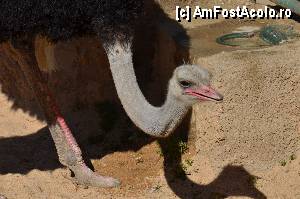 [P17] Zoo de Barcelona » foto by Muffin2009*
 - 
<span class="allrVoted glyphicon glyphicon-heart hidden" id="av350733"></span>
<a class="m-l-10 hidden" id="sv350733" onclick="voting_Foto_DelVot(,350733,12198)" role="button">șterge vot <span class="glyphicon glyphicon-remove"></span></a>
<a id="v9350733" class=" c-red"  onclick="voting_Foto_SetVot(350733)" role="button"><span class="glyphicon glyphicon-heart-empty"></span> <b>LIKE</b> = Votează poza</a> <img class="hidden"  id="f350733W9" src="/imagini/loader.gif" border="0" /><span class="AjErrMes hidden" id="e350733ErM"></span>