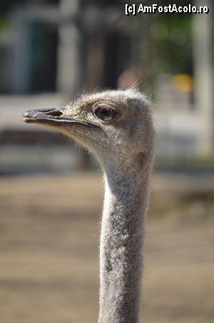 [P18] Zoo de Barcelona » foto by Muffin2009*
 - 
<span class="allrVoted glyphicon glyphicon-heart hidden" id="av350734"></span>
<a class="m-l-10 hidden" id="sv350734" onclick="voting_Foto_DelVot(,350734,12198)" role="button">șterge vot <span class="glyphicon glyphicon-remove"></span></a>
<a id="v9350734" class=" c-red"  onclick="voting_Foto_SetVot(350734)" role="button"><span class="glyphicon glyphicon-heart-empty"></span> <b>LIKE</b> = Votează poza</a> <img class="hidden"  id="f350734W9" src="/imagini/loader.gif" border="0" /><span class="AjErrMes hidden" id="e350734ErM"></span>