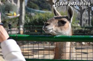 [P19] Zoo de Barcelona » foto by Muffin2009*
 - 
<span class="allrVoted glyphicon glyphicon-heart hidden" id="av350735"></span>
<a class="m-l-10 hidden" id="sv350735" onclick="voting_Foto_DelVot(,350735,12198)" role="button">șterge vot <span class="glyphicon glyphicon-remove"></span></a>
<a id="v9350735" class=" c-red"  onclick="voting_Foto_SetVot(350735)" role="button"><span class="glyphicon glyphicon-heart-empty"></span> <b>LIKE</b> = Votează poza</a> <img class="hidden"  id="f350735W9" src="/imagini/loader.gif" border="0" /><span class="AjErrMes hidden" id="e350735ErM"></span>