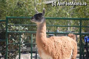 [P20] Zoo de Barcelona » foto by Muffin2009*
 - 
<span class="allrVoted glyphicon glyphicon-heart hidden" id="av350737"></span>
<a class="m-l-10 hidden" id="sv350737" onclick="voting_Foto_DelVot(,350737,12198)" role="button">șterge vot <span class="glyphicon glyphicon-remove"></span></a>
<a id="v9350737" class=" c-red"  onclick="voting_Foto_SetVot(350737)" role="button"><span class="glyphicon glyphicon-heart-empty"></span> <b>LIKE</b> = Votează poza</a> <img class="hidden"  id="f350737W9" src="/imagini/loader.gif" border="0" /><span class="AjErrMes hidden" id="e350737ErM"></span>