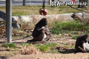 [P21] Zoo de Barcelona » foto by Muffin2009*
 - 
<span class="allrVoted glyphicon glyphicon-heart hidden" id="av350739"></span>
<a class="m-l-10 hidden" id="sv350739" onclick="voting_Foto_DelVot(,350739,12198)" role="button">șterge vot <span class="glyphicon glyphicon-remove"></span></a>
<a id="v9350739" class=" c-red"  onclick="voting_Foto_SetVot(350739)" role="button"><span class="glyphicon glyphicon-heart-empty"></span> <b>LIKE</b> = Votează poza</a> <img class="hidden"  id="f350739W9" src="/imagini/loader.gif" border="0" /><span class="AjErrMes hidden" id="e350739ErM"></span>