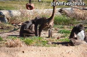 [P22]  :))  » foto by Muffin2009*
 - 
<span class="allrVoted glyphicon glyphicon-heart hidden" id="av350740"></span>
<a class="m-l-10 hidden" id="sv350740" onclick="voting_Foto_DelVot(,350740,12198)" role="button">șterge vot <span class="glyphicon glyphicon-remove"></span></a>
<a id="v9350740" class=" c-red"  onclick="voting_Foto_SetVot(350740)" role="button"><span class="glyphicon glyphicon-heart-empty"></span> <b>LIKE</b> = Votează poza</a> <img class="hidden"  id="f350740W9" src="/imagini/loader.gif" border="0" /><span class="AjErrMes hidden" id="e350740ErM"></span>