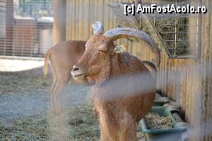 [P23] Zoo de Barcelona » foto by Muffin2009*
 - 
<span class="allrVoted glyphicon glyphicon-heart hidden" id="av350741"></span>
<a class="m-l-10 hidden" id="sv350741" onclick="voting_Foto_DelVot(,350741,12198)" role="button">șterge vot <span class="glyphicon glyphicon-remove"></span></a>
<a id="v9350741" class=" c-red"  onclick="voting_Foto_SetVot(350741)" role="button"><span class="glyphicon glyphicon-heart-empty"></span> <b>LIKE</b> = Votează poza</a> <img class="hidden"  id="f350741W9" src="/imagini/loader.gif" border="0" /><span class="AjErrMes hidden" id="e350741ErM"></span>