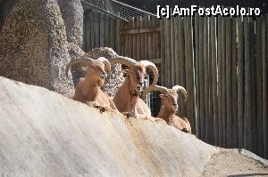 [P24] Zoo de Barcelona » foto by Muffin2009*
 - 
<span class="allrVoted glyphicon glyphicon-heart hidden" id="av350743"></span>
<a class="m-l-10 hidden" id="sv350743" onclick="voting_Foto_DelVot(,350743,12198)" role="button">șterge vot <span class="glyphicon glyphicon-remove"></span></a>
<a id="v9350743" class=" c-red"  onclick="voting_Foto_SetVot(350743)" role="button"><span class="glyphicon glyphicon-heart-empty"></span> <b>LIKE</b> = Votează poza</a> <img class="hidden"  id="f350743W9" src="/imagini/loader.gif" border="0" /><span class="AjErrMes hidden" id="e350743ErM"></span>