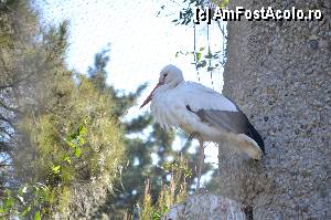 [P27] Zoo de Barcelona » foto by Muffin2009*
 - 
<span class="allrVoted glyphicon glyphicon-heart hidden" id="av350749"></span>
<a class="m-l-10 hidden" id="sv350749" onclick="voting_Foto_DelVot(,350749,12198)" role="button">șterge vot <span class="glyphicon glyphicon-remove"></span></a>
<a id="v9350749" class=" c-red"  onclick="voting_Foto_SetVot(350749)" role="button"><span class="glyphicon glyphicon-heart-empty"></span> <b>LIKE</b> = Votează poza</a> <img class="hidden"  id="f350749W9" src="/imagini/loader.gif" border="0" /><span class="AjErrMes hidden" id="e350749ErM"></span>
