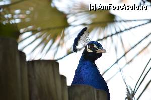 [P28] Zoo de Barcelona » foto by Muffin2009*
 - 
<span class="allrVoted glyphicon glyphicon-heart hidden" id="av350751"></span>
<a class="m-l-10 hidden" id="sv350751" onclick="voting_Foto_DelVot(,350751,12198)" role="button">șterge vot <span class="glyphicon glyphicon-remove"></span></a>
<a id="v9350751" class=" c-red"  onclick="voting_Foto_SetVot(350751)" role="button"><span class="glyphicon glyphicon-heart-empty"></span> <b>LIKE</b> = Votează poza</a> <img class="hidden"  id="f350751W9" src="/imagini/loader.gif" border="0" /><span class="AjErrMes hidden" id="e350751ErM"></span>