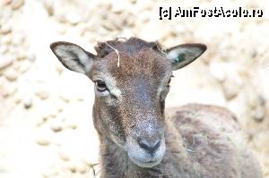 [P29] Zoo de Barcelona » foto by Muffin2009*
 - 
<span class="allrVoted glyphicon glyphicon-heart hidden" id="av350753"></span>
<a class="m-l-10 hidden" id="sv350753" onclick="voting_Foto_DelVot(,350753,12198)" role="button">șterge vot <span class="glyphicon glyphicon-remove"></span></a>
<a id="v9350753" class=" c-red"  onclick="voting_Foto_SetVot(350753)" role="button"><span class="glyphicon glyphicon-heart-empty"></span> <b>LIKE</b> = Votează poza</a> <img class="hidden"  id="f350753W9" src="/imagini/loader.gif" border="0" /><span class="AjErrMes hidden" id="e350753ErM"></span>