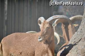 [P30] Zoo de Barcelona » foto by Muffin2009*
 - 
<span class="allrVoted glyphicon glyphicon-heart hidden" id="av350754"></span>
<a class="m-l-10 hidden" id="sv350754" onclick="voting_Foto_DelVot(,350754,12198)" role="button">șterge vot <span class="glyphicon glyphicon-remove"></span></a>
<a id="v9350754" class=" c-red"  onclick="voting_Foto_SetVot(350754)" role="button"><span class="glyphicon glyphicon-heart-empty"></span> <b>LIKE</b> = Votează poza</a> <img class="hidden"  id="f350754W9" src="/imagini/loader.gif" border="0" /><span class="AjErrMes hidden" id="e350754ErM"></span>