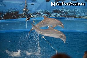 [P33] Zoo de Barcelona » foto by Muffin2009*
 - 
<span class="allrVoted glyphicon glyphicon-heart hidden" id="av350760"></span>
<a class="m-l-10 hidden" id="sv350760" onclick="voting_Foto_DelVot(,350760,12198)" role="button">șterge vot <span class="glyphicon glyphicon-remove"></span></a>
<a id="v9350760" class=" c-red"  onclick="voting_Foto_SetVot(350760)" role="button"><span class="glyphicon glyphicon-heart-empty"></span> <b>LIKE</b> = Votează poza</a> <img class="hidden"  id="f350760W9" src="/imagini/loader.gif" border="0" /><span class="AjErrMes hidden" id="e350760ErM"></span>