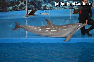 [P35] Zoo de Barcelona » foto by Muffin2009*
 - 
<span class="allrVoted glyphicon glyphicon-heart hidden" id="av350763"></span>
<a class="m-l-10 hidden" id="sv350763" onclick="voting_Foto_DelVot(,350763,12198)" role="button">șterge vot <span class="glyphicon glyphicon-remove"></span></a>
<a id="v9350763" class=" c-red"  onclick="voting_Foto_SetVot(350763)" role="button"><span class="glyphicon glyphicon-heart-empty"></span> <b>LIKE</b> = Votează poza</a> <img class="hidden"  id="f350763W9" src="/imagini/loader.gif" border="0" /><span class="AjErrMes hidden" id="e350763ErM"></span>