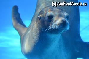 [P38] Zoo de Barcelona » foto by Muffin2009*
 - 
<span class="allrVoted glyphicon glyphicon-heart hidden" id="av350766"></span>
<a class="m-l-10 hidden" id="sv350766" onclick="voting_Foto_DelVot(,350766,12198)" role="button">șterge vot <span class="glyphicon glyphicon-remove"></span></a>
<a id="v9350766" class=" c-red"  onclick="voting_Foto_SetVot(350766)" role="button"><span class="glyphicon glyphicon-heart-empty"></span> <b>LIKE</b> = Votează poza</a> <img class="hidden"  id="f350766W9" src="/imagini/loader.gif" border="0" /><span class="AjErrMes hidden" id="e350766ErM"></span>