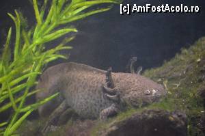 [P39] Zoo de Barcelona » foto by Muffin2009*
 - 
<span class="allrVoted glyphicon glyphicon-heart hidden" id="av350767"></span>
<a class="m-l-10 hidden" id="sv350767" onclick="voting_Foto_DelVot(,350767,12198)" role="button">șterge vot <span class="glyphicon glyphicon-remove"></span></a>
<a id="v9350767" class=" c-red"  onclick="voting_Foto_SetVot(350767)" role="button"><span class="glyphicon glyphicon-heart-empty"></span> <b>LIKE</b> = Votează poza</a> <img class="hidden"  id="f350767W9" src="/imagini/loader.gif" border="0" /><span class="AjErrMes hidden" id="e350767ErM"></span>