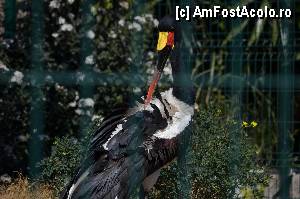 [P40] Zoo de Barcelona » foto by Muffin2009*
 - 
<span class="allrVoted glyphicon glyphicon-heart hidden" id="av350768"></span>
<a class="m-l-10 hidden" id="sv350768" onclick="voting_Foto_DelVot(,350768,12198)" role="button">șterge vot <span class="glyphicon glyphicon-remove"></span></a>
<a id="v9350768" class=" c-red"  onclick="voting_Foto_SetVot(350768)" role="button"><span class="glyphicon glyphicon-heart-empty"></span> <b>LIKE</b> = Votează poza</a> <img class="hidden"  id="f350768W9" src="/imagini/loader.gif" border="0" /><span class="AjErrMes hidden" id="e350768ErM"></span>