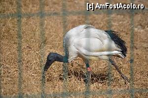 [P41] Zoo de Barcelona » foto by Muffin2009*
 - 
<span class="allrVoted glyphicon glyphicon-heart hidden" id="av350769"></span>
<a class="m-l-10 hidden" id="sv350769" onclick="voting_Foto_DelVot(,350769,12198)" role="button">șterge vot <span class="glyphicon glyphicon-remove"></span></a>
<a id="v9350769" class=" c-red"  onclick="voting_Foto_SetVot(350769)" role="button"><span class="glyphicon glyphicon-heart-empty"></span> <b>LIKE</b> = Votează poza</a> <img class="hidden"  id="f350769W9" src="/imagini/loader.gif" border="0" /><span class="AjErrMes hidden" id="e350769ErM"></span>