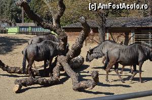 [P42] Zoo de Barcelona » foto by Muffin2009*
 - 
<span class="allrVoted glyphicon glyphicon-heart hidden" id="av350770"></span>
<a class="m-l-10 hidden" id="sv350770" onclick="voting_Foto_DelVot(,350770,12198)" role="button">șterge vot <span class="glyphicon glyphicon-remove"></span></a>
<a id="v9350770" class=" c-red"  onclick="voting_Foto_SetVot(350770)" role="button"><span class="glyphicon glyphicon-heart-empty"></span> <b>LIKE</b> = Votează poza</a> <img class="hidden"  id="f350770W9" src="/imagini/loader.gif" border="0" /><span class="AjErrMes hidden" id="e350770ErM"></span>