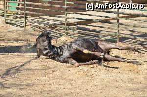 [P44] Zoo de Barcelona » foto by Muffin2009*
 - 
<span class="allrVoted glyphicon glyphicon-heart hidden" id="av350772"></span>
<a class="m-l-10 hidden" id="sv350772" onclick="voting_Foto_DelVot(,350772,12198)" role="button">șterge vot <span class="glyphicon glyphicon-remove"></span></a>
<a id="v9350772" class=" c-red"  onclick="voting_Foto_SetVot(350772)" role="button"><span class="glyphicon glyphicon-heart-empty"></span> <b>LIKE</b> = Votează poza</a> <img class="hidden"  id="f350772W9" src="/imagini/loader.gif" border="0" /><span class="AjErrMes hidden" id="e350772ErM"></span>