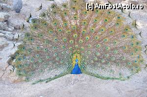 [P45] Zoo de Barcelona » foto by Muffin2009*
 - 
<span class="allrVoted glyphicon glyphicon-heart hidden" id="av350773"></span>
<a class="m-l-10 hidden" id="sv350773" onclick="voting_Foto_DelVot(,350773,12198)" role="button">șterge vot <span class="glyphicon glyphicon-remove"></span></a>
<a id="v9350773" class=" c-red"  onclick="voting_Foto_SetVot(350773)" role="button"><span class="glyphicon glyphicon-heart-empty"></span> <b>LIKE</b> = Votează poza</a> <img class="hidden"  id="f350773W9" src="/imagini/loader.gif" border="0" /><span class="AjErrMes hidden" id="e350773ErM"></span>