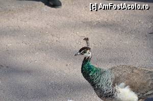 [P47] Zoo de Barcelona » foto by Muffin2009*
 - 
<span class="allrVoted glyphicon glyphicon-heart hidden" id="av350775"></span>
<a class="m-l-10 hidden" id="sv350775" onclick="voting_Foto_DelVot(,350775,12198)" role="button">șterge vot <span class="glyphicon glyphicon-remove"></span></a>
<a id="v9350775" class=" c-red"  onclick="voting_Foto_SetVot(350775)" role="button"><span class="glyphicon glyphicon-heart-empty"></span> <b>LIKE</b> = Votează poza</a> <img class="hidden"  id="f350775W9" src="/imagini/loader.gif" border="0" /><span class="AjErrMes hidden" id="e350775ErM"></span>