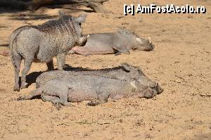 [P48] Zoo de Barcelona » foto by Muffin2009*
 - 
<span class="allrVoted glyphicon glyphicon-heart hidden" id="av350776"></span>
<a class="m-l-10 hidden" id="sv350776" onclick="voting_Foto_DelVot(,350776,12198)" role="button">șterge vot <span class="glyphicon glyphicon-remove"></span></a>
<a id="v9350776" class=" c-red"  onclick="voting_Foto_SetVot(350776)" role="button"><span class="glyphicon glyphicon-heart-empty"></span> <b>LIKE</b> = Votează poza</a> <img class="hidden"  id="f350776W9" src="/imagini/loader.gif" border="0" /><span class="AjErrMes hidden" id="e350776ErM"></span>