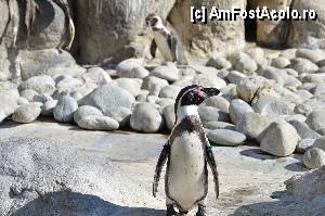 [P50] Zoo de Barcelona » foto by Muffin2009*
 - 
<span class="allrVoted glyphicon glyphicon-heart hidden" id="av350778"></span>
<a class="m-l-10 hidden" id="sv350778" onclick="voting_Foto_DelVot(,350778,12198)" role="button">șterge vot <span class="glyphicon glyphicon-remove"></span></a>
<a id="v9350778" class=" c-red"  onclick="voting_Foto_SetVot(350778)" role="button"><span class="glyphicon glyphicon-heart-empty"></span> <b>LIKE</b> = Votează poza</a> <img class="hidden"  id="f350778W9" src="/imagini/loader.gif" border="0" /><span class="AjErrMes hidden" id="e350778ErM"></span>