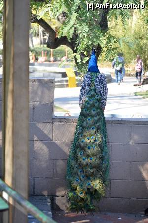 [P51] Zoo de Barcelona » foto by Muffin2009*
 - 
<span class="allrVoted glyphicon glyphicon-heart hidden" id="av350779"></span>
<a class="m-l-10 hidden" id="sv350779" onclick="voting_Foto_DelVot(,350779,12198)" role="button">șterge vot <span class="glyphicon glyphicon-remove"></span></a>
<a id="v9350779" class=" c-red"  onclick="voting_Foto_SetVot(350779)" role="button"><span class="glyphicon glyphicon-heart-empty"></span> <b>LIKE</b> = Votează poza</a> <img class="hidden"  id="f350779W9" src="/imagini/loader.gif" border="0" /><span class="AjErrMes hidden" id="e350779ErM"></span>