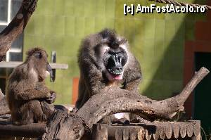 [P52] Zoo de Barcelona » foto by Muffin2009*
 - 
<span class="allrVoted glyphicon glyphicon-heart hidden" id="av350780"></span>
<a class="m-l-10 hidden" id="sv350780" onclick="voting_Foto_DelVot(,350780,12198)" role="button">șterge vot <span class="glyphicon glyphicon-remove"></span></a>
<a id="v9350780" class=" c-red"  onclick="voting_Foto_SetVot(350780)" role="button"><span class="glyphicon glyphicon-heart-empty"></span> <b>LIKE</b> = Votează poza</a> <img class="hidden"  id="f350780W9" src="/imagini/loader.gif" border="0" /><span class="AjErrMes hidden" id="e350780ErM"></span>