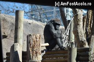 [P53] Zoo de Barcelona » foto by Muffin2009*
 - 
<span class="allrVoted glyphicon glyphicon-heart hidden" id="av350781"></span>
<a class="m-l-10 hidden" id="sv350781" onclick="voting_Foto_DelVot(,350781,12198)" role="button">șterge vot <span class="glyphicon glyphicon-remove"></span></a>
<a id="v9350781" class=" c-red"  onclick="voting_Foto_SetVot(350781)" role="button"><span class="glyphicon glyphicon-heart-empty"></span> <b>LIKE</b> = Votează poza</a> <img class="hidden"  id="f350781W9" src="/imagini/loader.gif" border="0" /><span class="AjErrMes hidden" id="e350781ErM"></span>