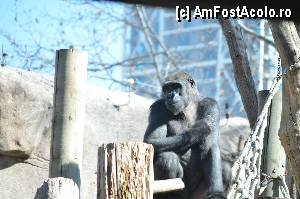 [P54] Zoo de Barcelona » foto by Muffin2009*
 - 
<span class="allrVoted glyphicon glyphicon-heart hidden" id="av350782"></span>
<a class="m-l-10 hidden" id="sv350782" onclick="voting_Foto_DelVot(,350782,12198)" role="button">șterge vot <span class="glyphicon glyphicon-remove"></span></a>
<a id="v9350782" class=" c-red"  onclick="voting_Foto_SetVot(350782)" role="button"><span class="glyphicon glyphicon-heart-empty"></span> <b>LIKE</b> = Votează poza</a> <img class="hidden"  id="f350782W9" src="/imagini/loader.gif" border="0" /><span class="AjErrMes hidden" id="e350782ErM"></span>