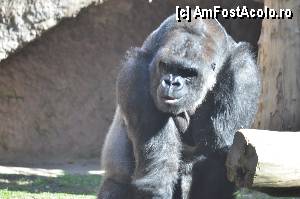[P55] Zoo de Barcelona » foto by Muffin2009*
 - 
<span class="allrVoted glyphicon glyphicon-heart hidden" id="av350785"></span>
<a class="m-l-10 hidden" id="sv350785" onclick="voting_Foto_DelVot(,350785,12198)" role="button">șterge vot <span class="glyphicon glyphicon-remove"></span></a>
<a id="v9350785" class=" c-red"  onclick="voting_Foto_SetVot(350785)" role="button"><span class="glyphicon glyphicon-heart-empty"></span> <b>LIKE</b> = Votează poza</a> <img class="hidden"  id="f350785W9" src="/imagini/loader.gif" border="0" /><span class="AjErrMes hidden" id="e350785ErM"></span>