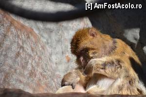 [P56] Zoo de Barcelona » foto by Muffin2009*
 - 
<span class="allrVoted glyphicon glyphicon-heart hidden" id="av350786"></span>
<a class="m-l-10 hidden" id="sv350786" onclick="voting_Foto_DelVot(,350786,12198)" role="button">șterge vot <span class="glyphicon glyphicon-remove"></span></a>
<a id="v9350786" class=" c-red"  onclick="voting_Foto_SetVot(350786)" role="button"><span class="glyphicon glyphicon-heart-empty"></span> <b>LIKE</b> = Votează poza</a> <img class="hidden"  id="f350786W9" src="/imagini/loader.gif" border="0" /><span class="AjErrMes hidden" id="e350786ErM"></span>