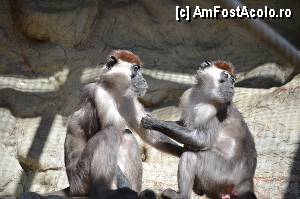 [P58] Zoo de Barcelona » foto by Muffin2009*
 - 
<span class="allrVoted glyphicon glyphicon-heart hidden" id="av350789"></span>
<a class="m-l-10 hidden" id="sv350789" onclick="voting_Foto_DelVot(,350789,12198)" role="button">șterge vot <span class="glyphicon glyphicon-remove"></span></a>
<a id="v9350789" class=" c-red"  onclick="voting_Foto_SetVot(350789)" role="button"><span class="glyphicon glyphicon-heart-empty"></span> <b>LIKE</b> = Votează poza</a> <img class="hidden"  id="f350789W9" src="/imagini/loader.gif" border="0" /><span class="AjErrMes hidden" id="e350789ErM"></span>