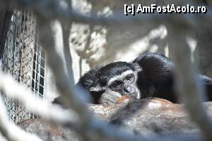 [P59] Zoo de Barcelona » foto by Muffin2009*
 - 
<span class="allrVoted glyphicon glyphicon-heart hidden" id="av350790"></span>
<a class="m-l-10 hidden" id="sv350790" onclick="voting_Foto_DelVot(,350790,12198)" role="button">șterge vot <span class="glyphicon glyphicon-remove"></span></a>
<a id="v9350790" class=" c-red"  onclick="voting_Foto_SetVot(350790)" role="button"><span class="glyphicon glyphicon-heart-empty"></span> <b>LIKE</b> = Votează poza</a> <img class="hidden"  id="f350790W9" src="/imagini/loader.gif" border="0" /><span class="AjErrMes hidden" id="e350790ErM"></span>