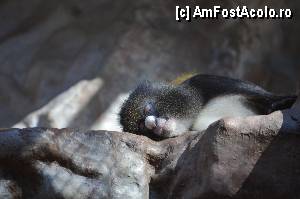 [P60] Zoo de Barcelona » foto by Muffin2009*
 - 
<span class="allrVoted glyphicon glyphicon-heart hidden" id="av350792"></span>
<a class="m-l-10 hidden" id="sv350792" onclick="voting_Foto_DelVot(,350792,12198)" role="button">șterge vot <span class="glyphicon glyphicon-remove"></span></a>
<a id="v9350792" class=" c-red"  onclick="voting_Foto_SetVot(350792)" role="button"><span class="glyphicon glyphicon-heart-empty"></span> <b>LIKE</b> = Votează poza</a> <img class="hidden"  id="f350792W9" src="/imagini/loader.gif" border="0" /><span class="AjErrMes hidden" id="e350792ErM"></span>