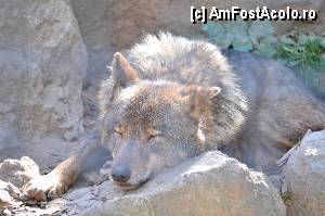 [P61] Zoo de Barcelona » foto by Muffin2009*
 - 
<span class="allrVoted glyphicon glyphicon-heart hidden" id="av350793"></span>
<a class="m-l-10 hidden" id="sv350793" onclick="voting_Foto_DelVot(,350793,12198)" role="button">șterge vot <span class="glyphicon glyphicon-remove"></span></a>
<a id="v9350793" class=" c-red"  onclick="voting_Foto_SetVot(350793)" role="button"><span class="glyphicon glyphicon-heart-empty"></span> <b>LIKE</b> = Votează poza</a> <img class="hidden"  id="f350793W9" src="/imagini/loader.gif" border="0" /><span class="AjErrMes hidden" id="e350793ErM"></span>