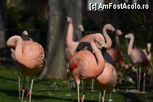 [P62] Zoo de Barcelona » foto by Muffin2009*
 - 
<span class="allrVoted glyphicon glyphicon-heart hidden" id="av350794"></span>
<a class="m-l-10 hidden" id="sv350794" onclick="voting_Foto_DelVot(,350794,12198)" role="button">șterge vot <span class="glyphicon glyphicon-remove"></span></a>
<a id="v9350794" class=" c-red"  onclick="voting_Foto_SetVot(350794)" role="button"><span class="glyphicon glyphicon-heart-empty"></span> <b>LIKE</b> = Votează poza</a> <img class="hidden"  id="f350794W9" src="/imagini/loader.gif" border="0" /><span class="AjErrMes hidden" id="e350794ErM"></span>