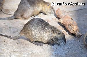 [P64] Zoo de Barcelona » foto by Muffin2009*
 - 
<span class="allrVoted glyphicon glyphicon-heart hidden" id="av350796"></span>
<a class="m-l-10 hidden" id="sv350796" onclick="voting_Foto_DelVot(,350796,12198)" role="button">șterge vot <span class="glyphicon glyphicon-remove"></span></a>
<a id="v9350796" class=" c-red"  onclick="voting_Foto_SetVot(350796)" role="button"><span class="glyphicon glyphicon-heart-empty"></span> <b>LIKE</b> = Votează poza</a> <img class="hidden"  id="f350796W9" src="/imagini/loader.gif" border="0" /><span class="AjErrMes hidden" id="e350796ErM"></span>