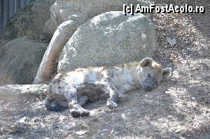 [P65] Zoo de Barcelona » foto by Muffin2009*
 - 
<span class="allrVoted glyphicon glyphicon-heart hidden" id="av350797"></span>
<a class="m-l-10 hidden" id="sv350797" onclick="voting_Foto_DelVot(,350797,12198)" role="button">șterge vot <span class="glyphicon glyphicon-remove"></span></a>
<a id="v9350797" class=" c-red"  onclick="voting_Foto_SetVot(350797)" role="button"><span class="glyphicon glyphicon-heart-empty"></span> <b>LIKE</b> = Votează poza</a> <img class="hidden"  id="f350797W9" src="/imagini/loader.gif" border="0" /><span class="AjErrMes hidden" id="e350797ErM"></span>
