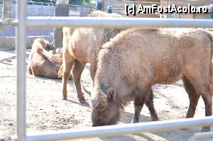 [P66] Zoo de Barcelona » foto by Muffin2009*
 - 
<span class="allrVoted glyphicon glyphicon-heart hidden" id="av350798"></span>
<a class="m-l-10 hidden" id="sv350798" onclick="voting_Foto_DelVot(,350798,12198)" role="button">șterge vot <span class="glyphicon glyphicon-remove"></span></a>
<a id="v9350798" class=" c-red"  onclick="voting_Foto_SetVot(350798)" role="button"><span class="glyphicon glyphicon-heart-empty"></span> <b>LIKE</b> = Votează poza</a> <img class="hidden"  id="f350798W9" src="/imagini/loader.gif" border="0" /><span class="AjErrMes hidden" id="e350798ErM"></span>