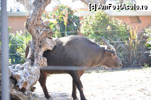 [P67] Zoo de Barcelona » foto by Muffin2009*
 - 
<span class="allrVoted glyphicon glyphicon-heart hidden" id="av350799"></span>
<a class="m-l-10 hidden" id="sv350799" onclick="voting_Foto_DelVot(,350799,12198)" role="button">șterge vot <span class="glyphicon glyphicon-remove"></span></a>
<a id="v9350799" class=" c-red"  onclick="voting_Foto_SetVot(350799)" role="button"><span class="glyphicon glyphicon-heart-empty"></span> <b>LIKE</b> = Votează poza</a> <img class="hidden"  id="f350799W9" src="/imagini/loader.gif" border="0" /><span class="AjErrMes hidden" id="e350799ErM"></span>