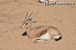 [P68] Zoo de Barcelona » foto by Muffin2009*
 - 
<span class="allrVoted glyphicon glyphicon-heart hidden" id="av350800"></span>
<a class="m-l-10 hidden" id="sv350800" onclick="voting_Foto_DelVot(,350800,12198)" role="button">șterge vot <span class="glyphicon glyphicon-remove"></span></a>
<a id="v9350800" class=" c-red"  onclick="voting_Foto_SetVot(350800)" role="button"><span class="glyphicon glyphicon-heart-empty"></span> <b>LIKE</b> = Votează poza</a> <img class="hidden"  id="f350800W9" src="/imagini/loader.gif" border="0" /><span class="AjErrMes hidden" id="e350800ErM"></span>