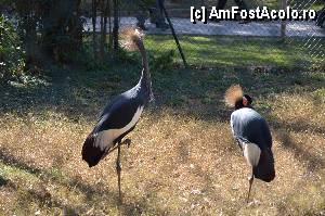 [P69] Zoo de Barcelona » foto by Muffin2009*
 - 
<span class="allrVoted glyphicon glyphicon-heart hidden" id="av350801"></span>
<a class="m-l-10 hidden" id="sv350801" onclick="voting_Foto_DelVot(,350801,12198)" role="button">șterge vot <span class="glyphicon glyphicon-remove"></span></a>
<a id="v9350801" class=" c-red"  onclick="voting_Foto_SetVot(350801)" role="button"><span class="glyphicon glyphicon-heart-empty"></span> <b>LIKE</b> = Votează poza</a> <img class="hidden"  id="f350801W9" src="/imagini/loader.gif" border="0" /><span class="AjErrMes hidden" id="e350801ErM"></span>