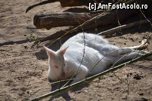 [P70] Zoo de Barcelona » foto by Muffin2009*
 - 
<span class="allrVoted glyphicon glyphicon-heart hidden" id="av350802"></span>
<a class="m-l-10 hidden" id="sv350802" onclick="voting_Foto_DelVot(,350802,12198)" role="button">șterge vot <span class="glyphicon glyphicon-remove"></span></a>
<a id="v9350802" class=" c-red"  onclick="voting_Foto_SetVot(350802)" role="button"><span class="glyphicon glyphicon-heart-empty"></span> <b>LIKE</b> = Votează poza</a> <img class="hidden"  id="f350802W9" src="/imagini/loader.gif" border="0" /><span class="AjErrMes hidden" id="e350802ErM"></span>