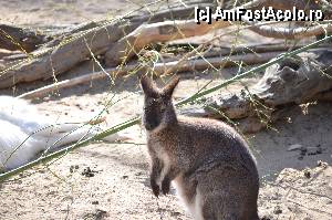 [P71] Zoo de Barcelona » foto by Muffin2009*
 - 
<span class="allrVoted glyphicon glyphicon-heart hidden" id="av350803"></span>
<a class="m-l-10 hidden" id="sv350803" onclick="voting_Foto_DelVot(,350803,12198)" role="button">șterge vot <span class="glyphicon glyphicon-remove"></span></a>
<a id="v9350803" class=" c-red"  onclick="voting_Foto_SetVot(350803)" role="button"><span class="glyphicon glyphicon-heart-empty"></span> <b>LIKE</b> = Votează poza</a> <img class="hidden"  id="f350803W9" src="/imagini/loader.gif" border="0" /><span class="AjErrMes hidden" id="e350803ErM"></span>