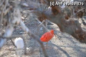 [P72] Zoo de Barcelona » foto by Muffin2009*
 - 
<span class="allrVoted glyphicon glyphicon-heart hidden" id="av350804"></span>
<a class="m-l-10 hidden" id="sv350804" onclick="voting_Foto_DelVot(,350804,12198)" role="button">șterge vot <span class="glyphicon glyphicon-remove"></span></a>
<a id="v9350804" class=" c-red"  onclick="voting_Foto_SetVot(350804)" role="button"><span class="glyphicon glyphicon-heart-empty"></span> <b>LIKE</b> = Votează poza</a> <img class="hidden"  id="f350804W9" src="/imagini/loader.gif" border="0" /><span class="AjErrMes hidden" id="e350804ErM"></span>